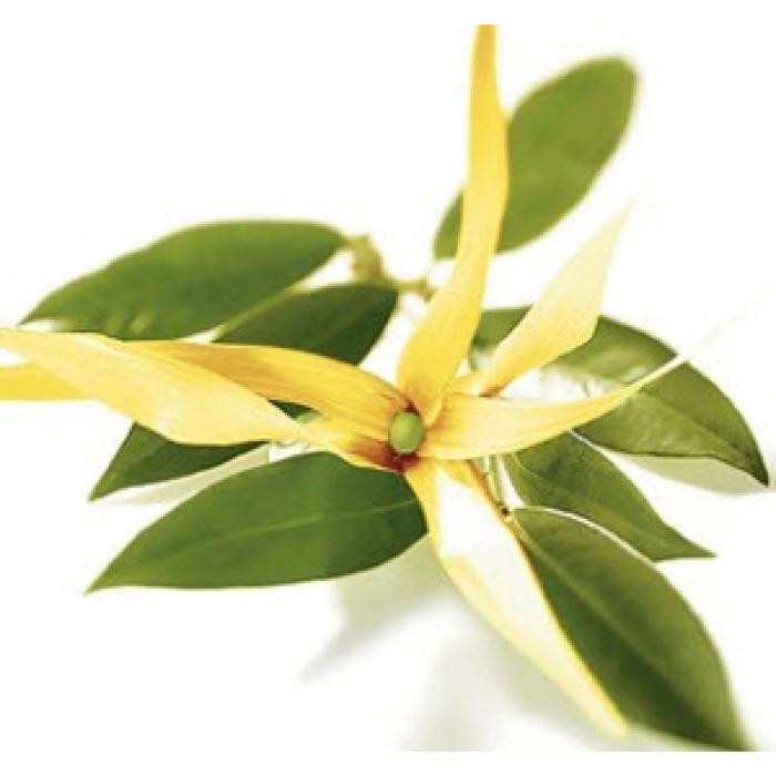 Иланг эфирное масло