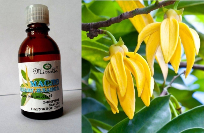 Иланг растение