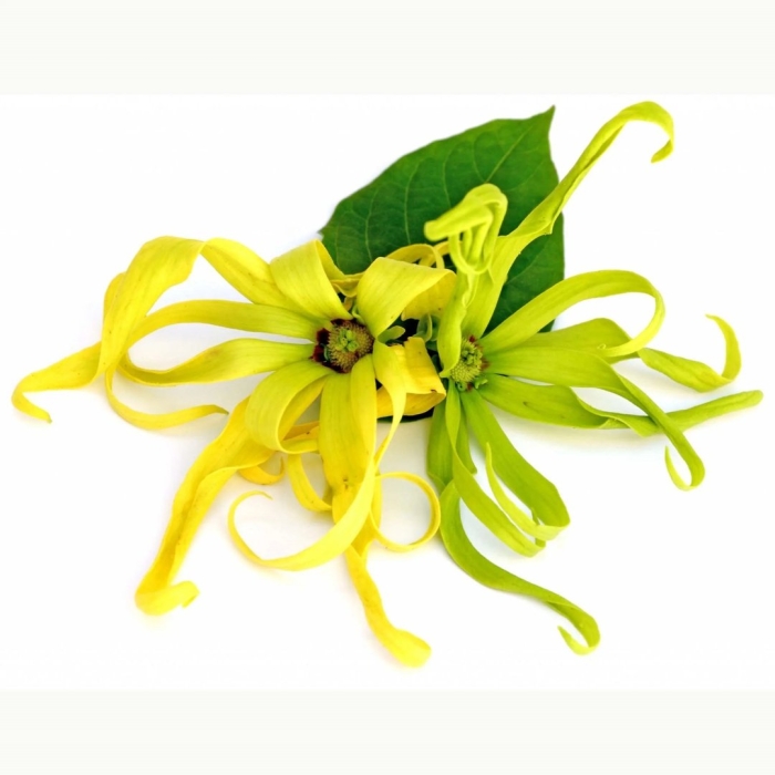 Цветок иланг