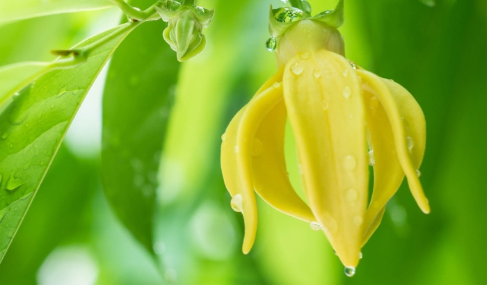 Иланг дерево