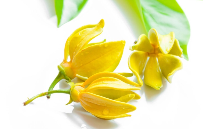 Иланг дерево