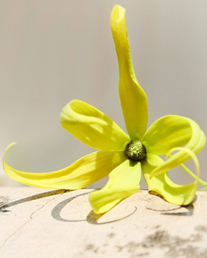 Иланг цветок