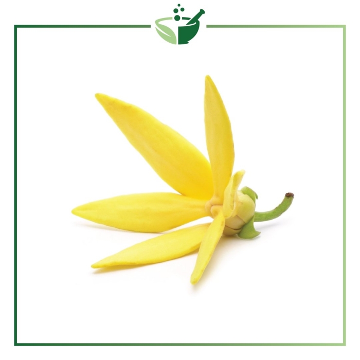 Иланг-иланг на прозрачном фоне