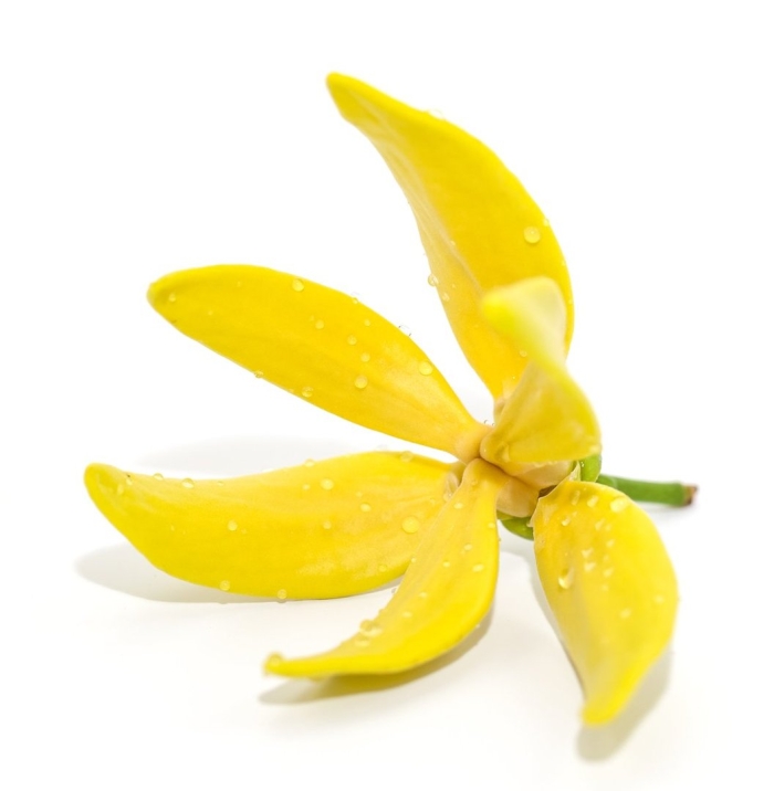 Цветок иланг