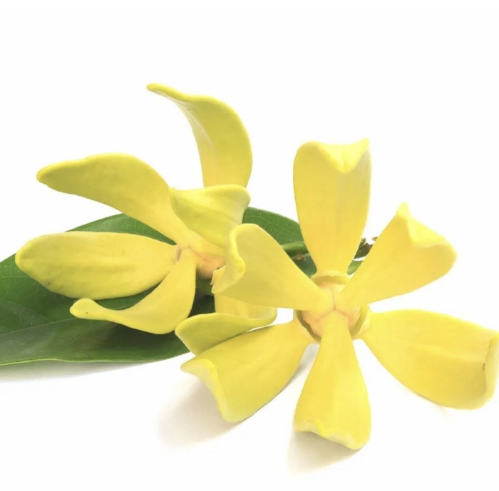 Цветок иланг