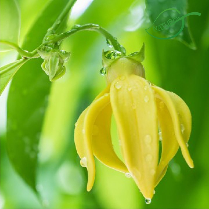 Цветок иланг