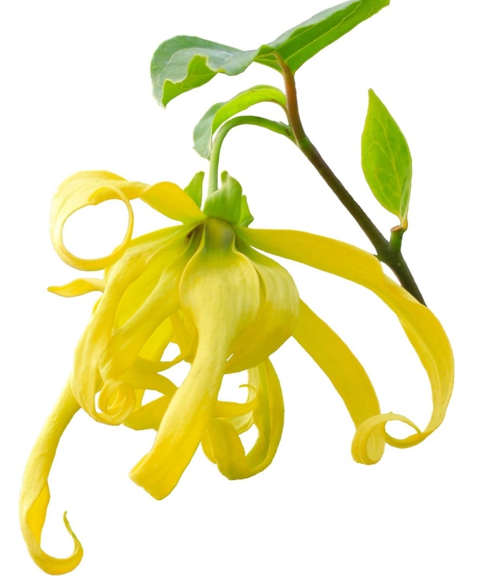 Иланг дерево