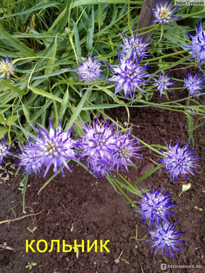 Кольник шейхцера