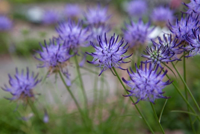 Phyteuma scheuchzeri