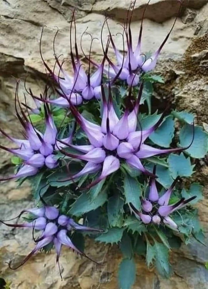 Кольник хохлатый