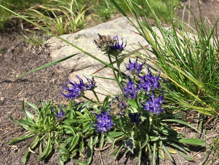 Phyteuma orbiculare l.