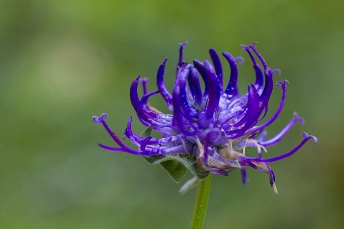 Кольник шейхцера