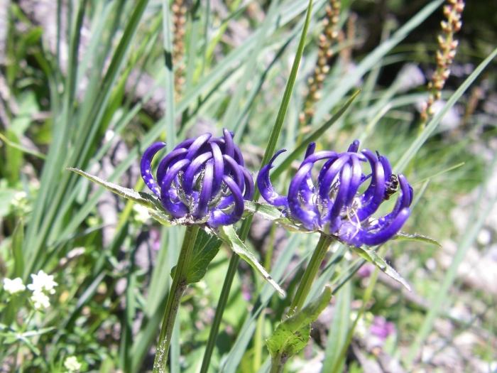 Кольник шейхцера