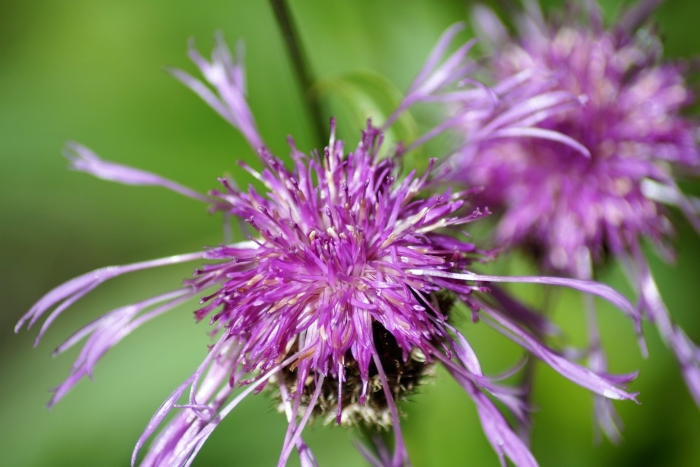 Василёк луговой centaurea jacea