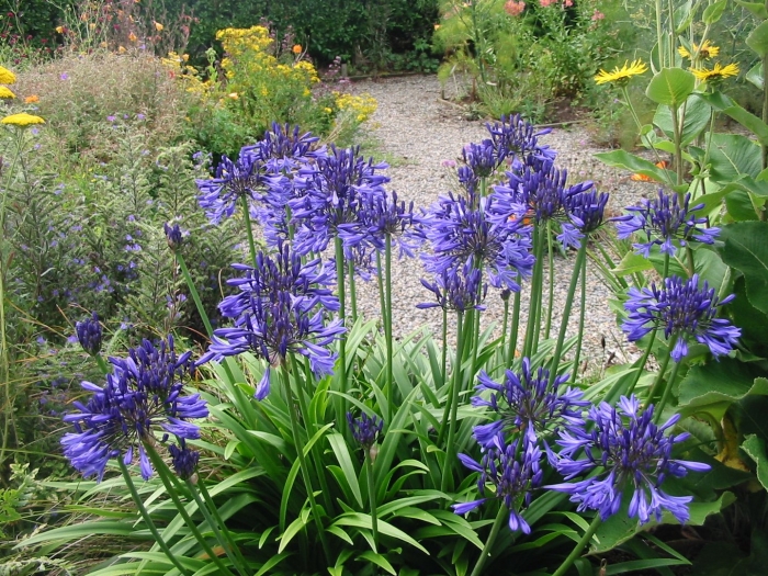 Агапантус зонтичный блу