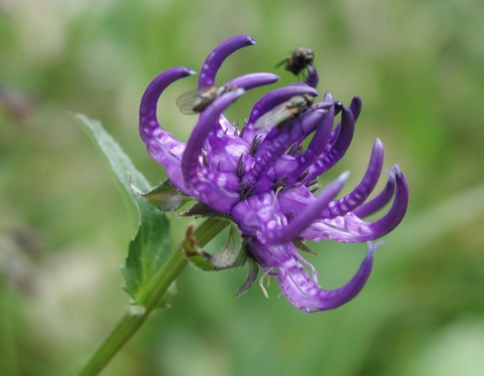 Кольник шейхцера