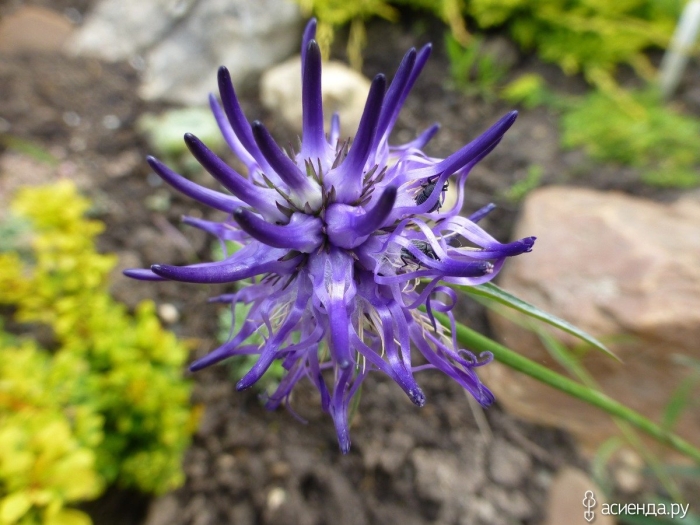 Phyteuma scheuchzeri