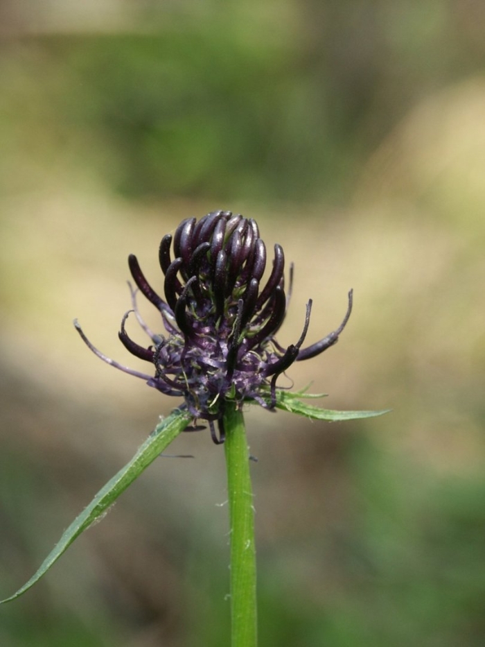 Кольник черный (phyteuma nigrum)
