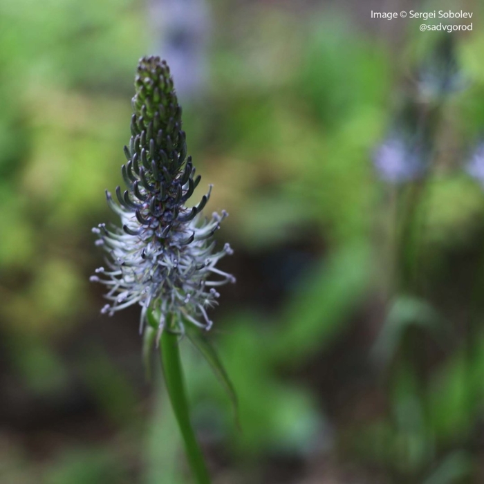 Phyteuma betonicifolium