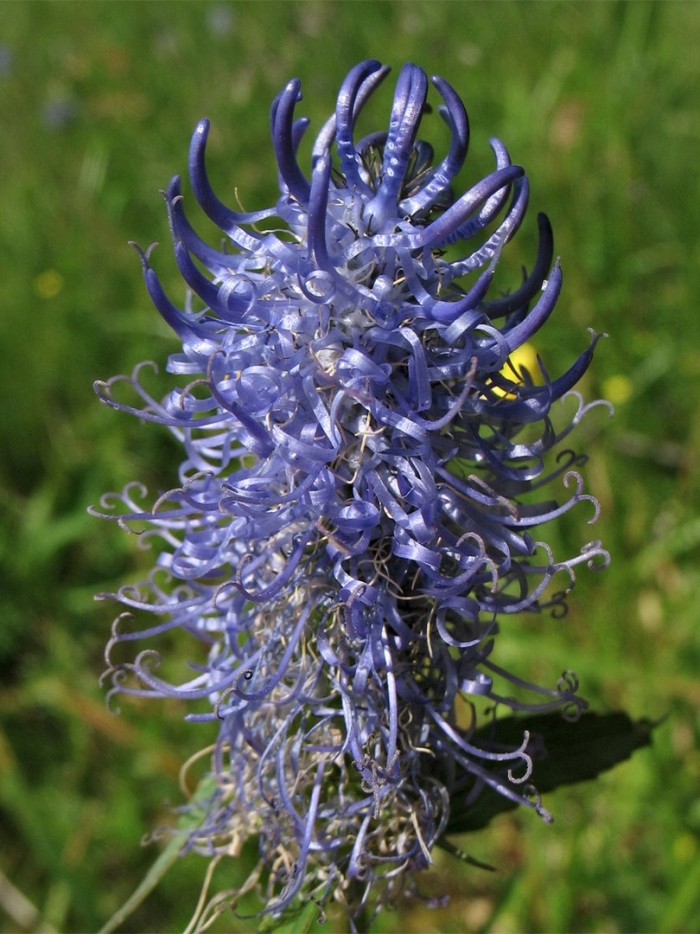 Кольник сибера