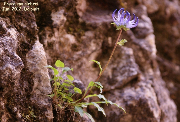 Кольник шейхцера