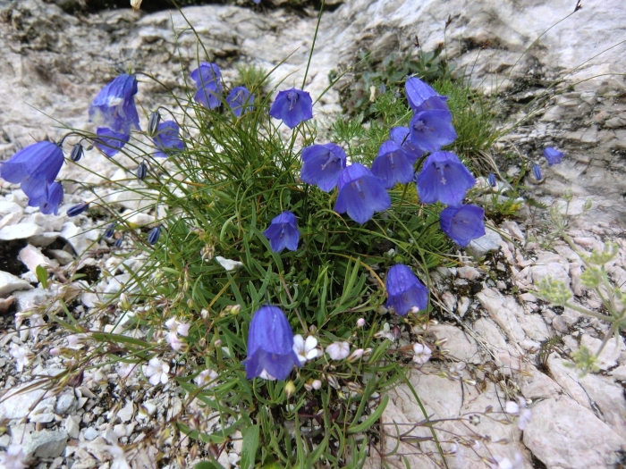 Колокольчик карпатский блю клипс