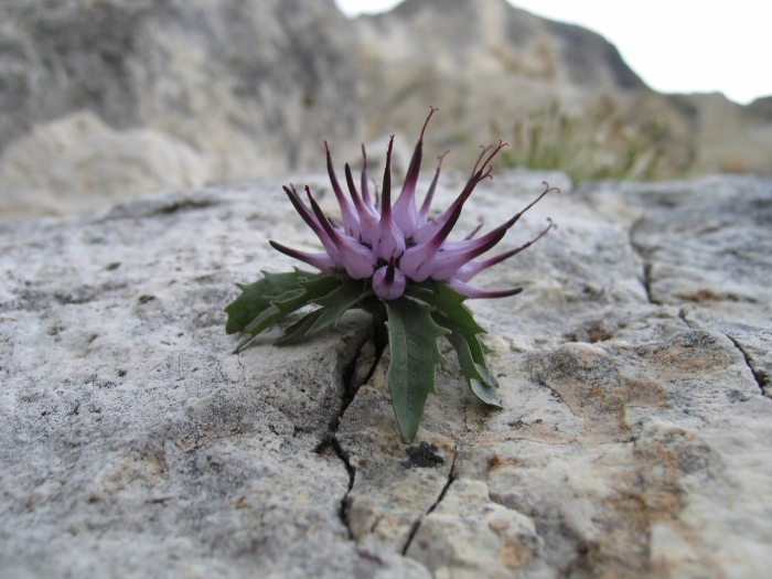 Физоплексис physoplexis comosa