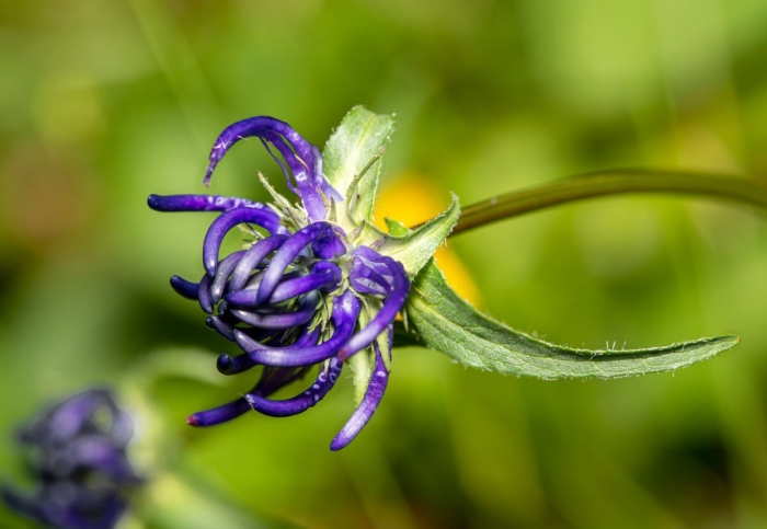 Harpagophytum procumbens
