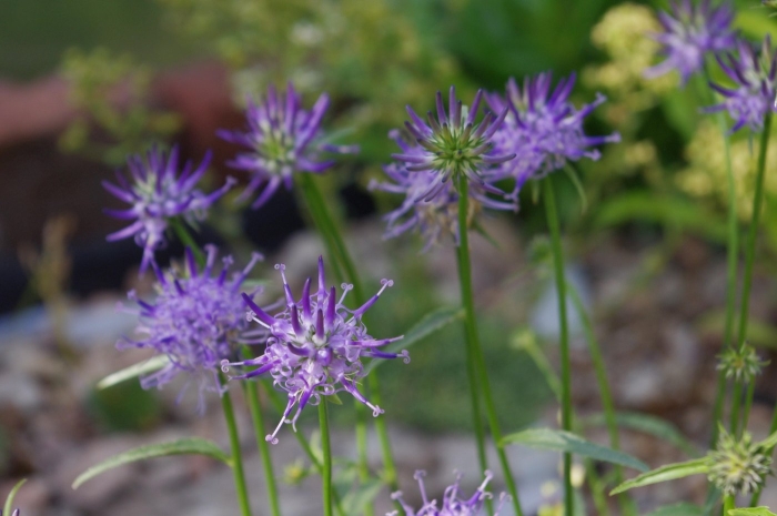 Кольник шейхцера