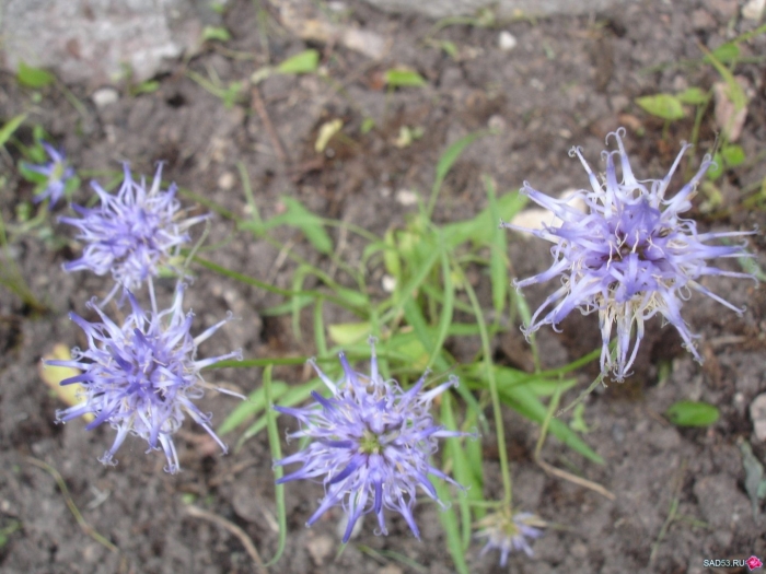 Кольник яйцевидный