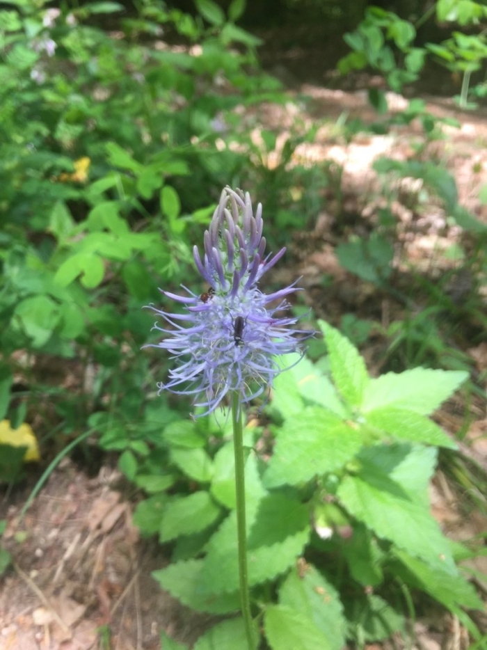 Многолетние травянистые растения