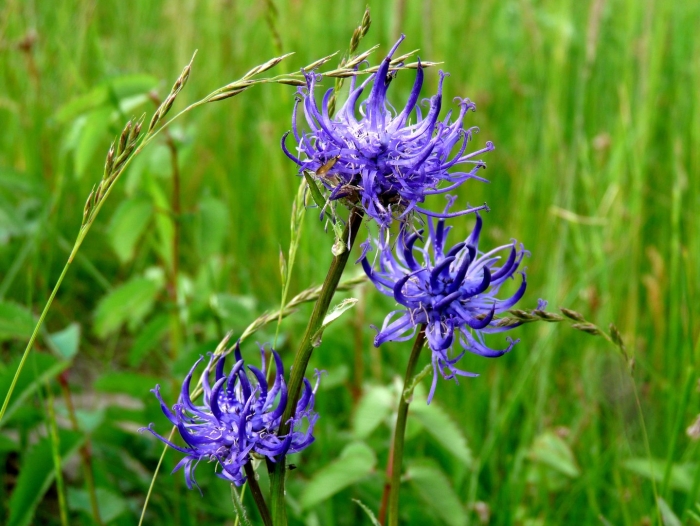 Кольник шейхцера