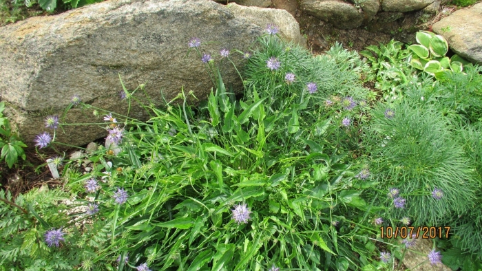 Букашник лукашка