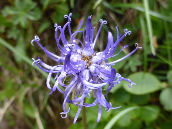 Кольник шейхцера