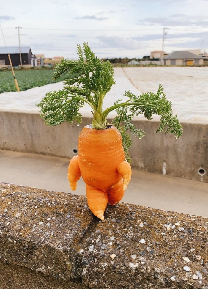 Морковка смешная