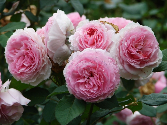 Роза джеймс гелвей