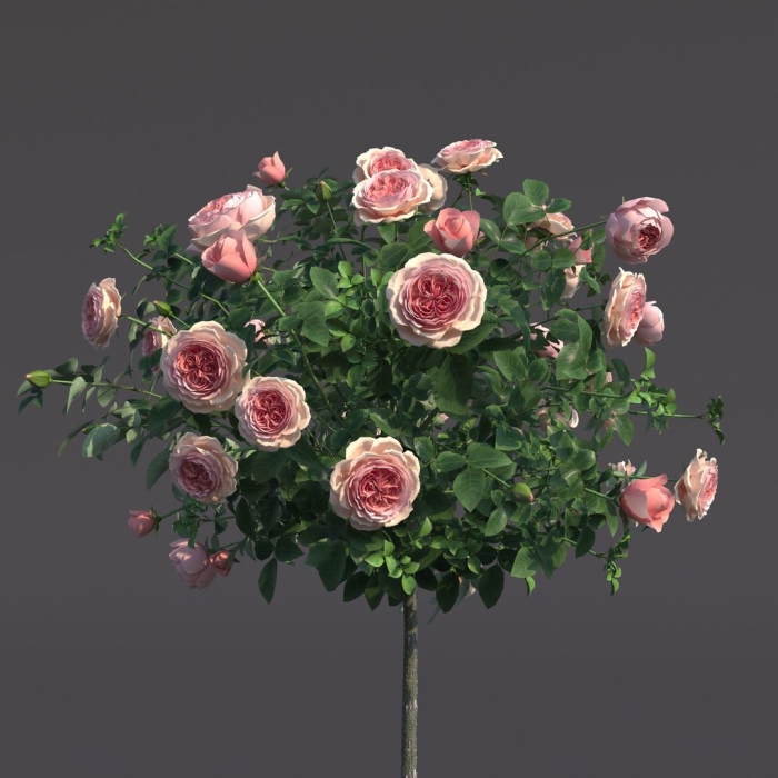 Штамбовая роза