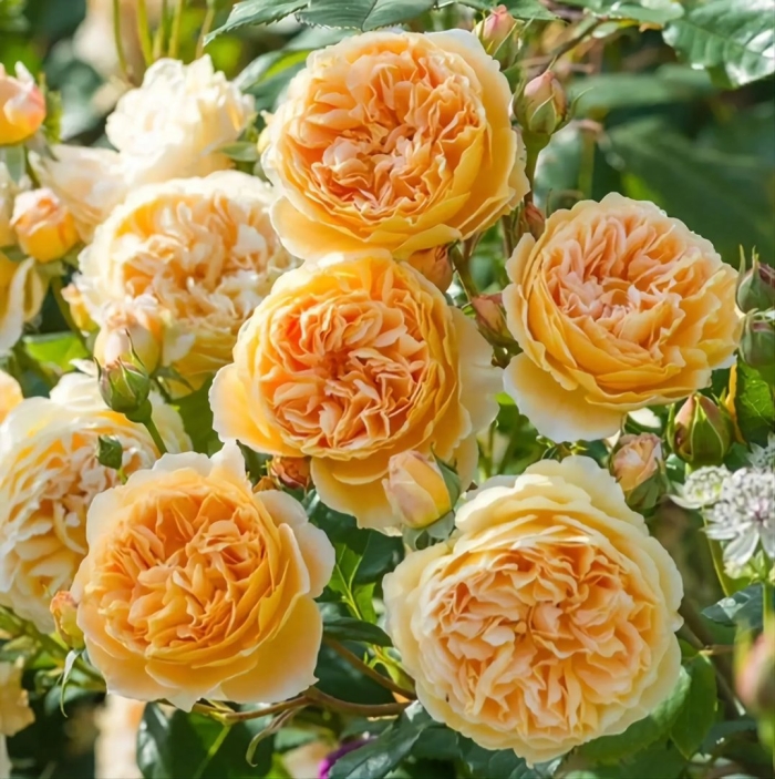 Роза crown princess margareta