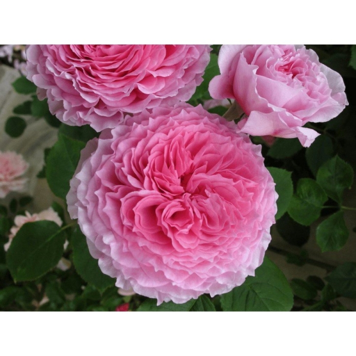 Роза остина джеймс галвей