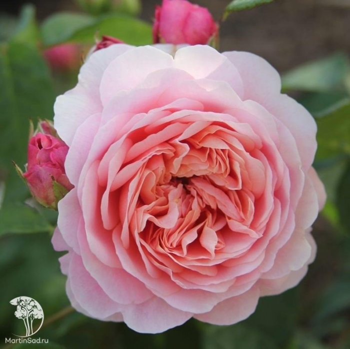 Роза остина eustacia vye