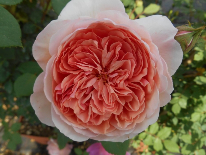 Роза вильям моррис