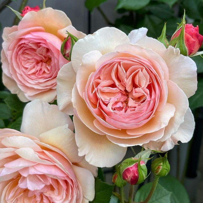 Роза э шропшир лэд