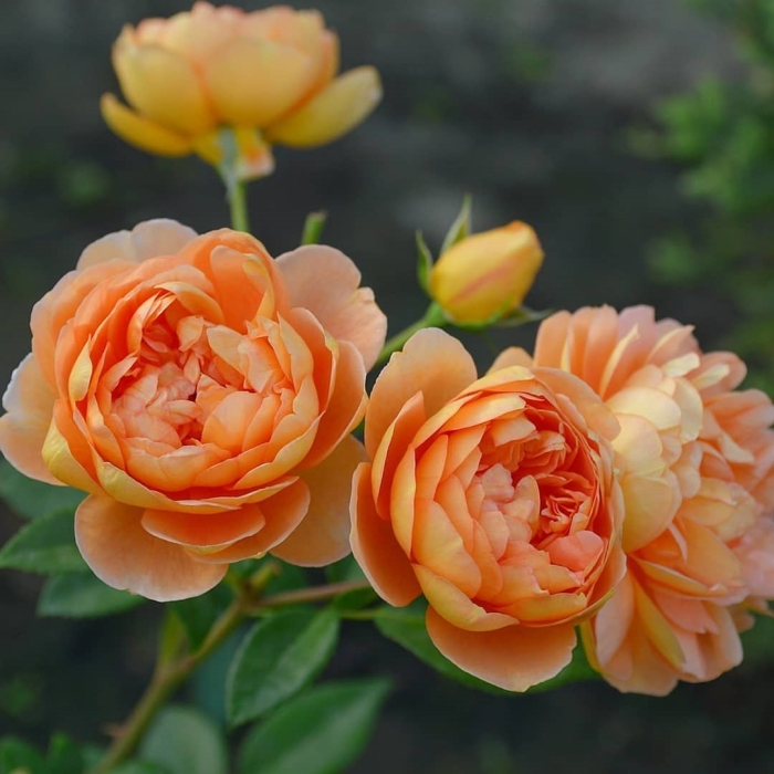 Пэт остин (pat austin)