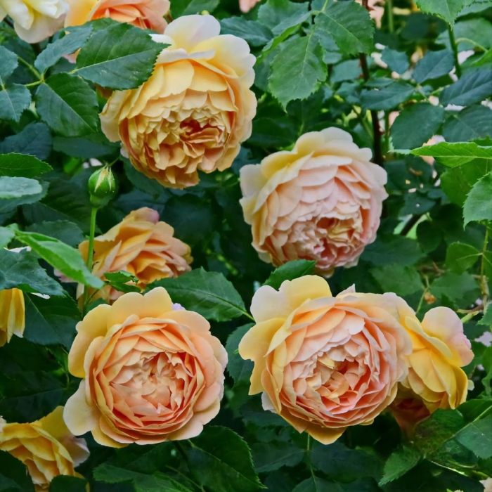 Роза остина голден селебрейшн