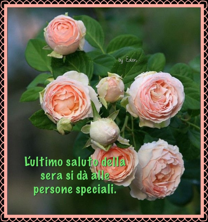 Роза джуд обскур