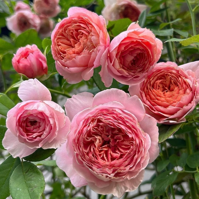 Роза джубили селебрейшн