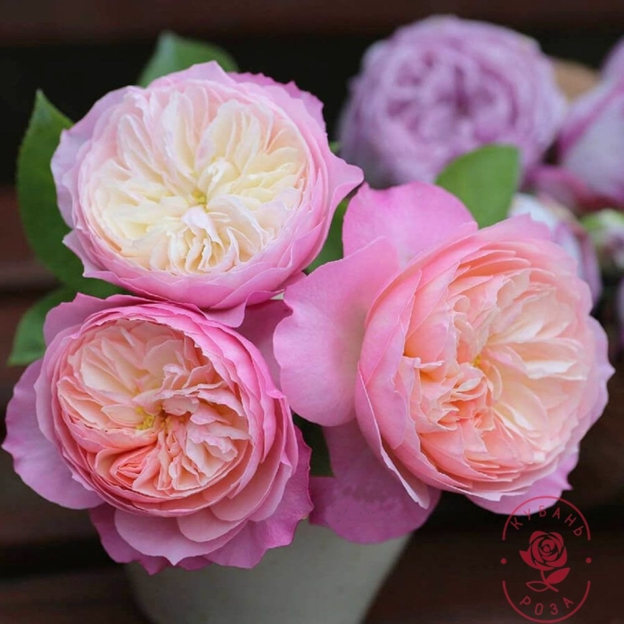 Роза дэвид остин констанс