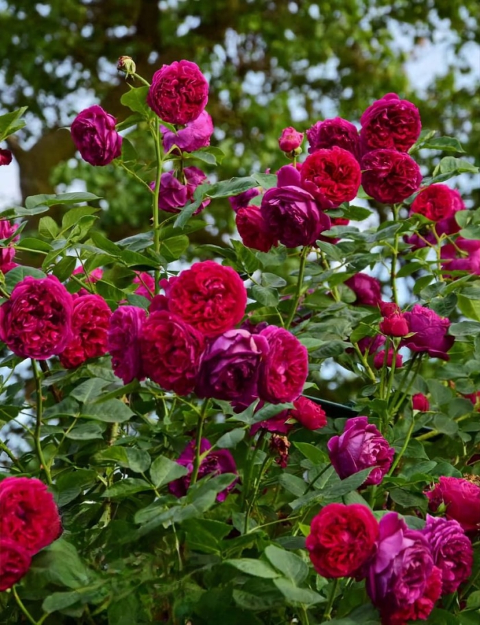 Роза остина вильям шекспир 2000