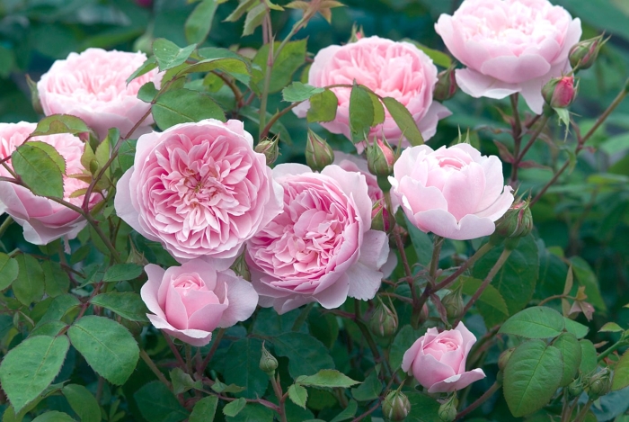 Роза дэвид остин розалинд