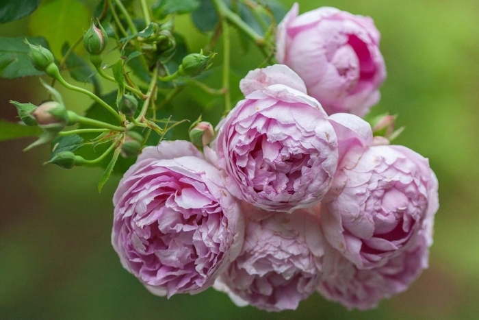 Роза английская спирит оф фридом